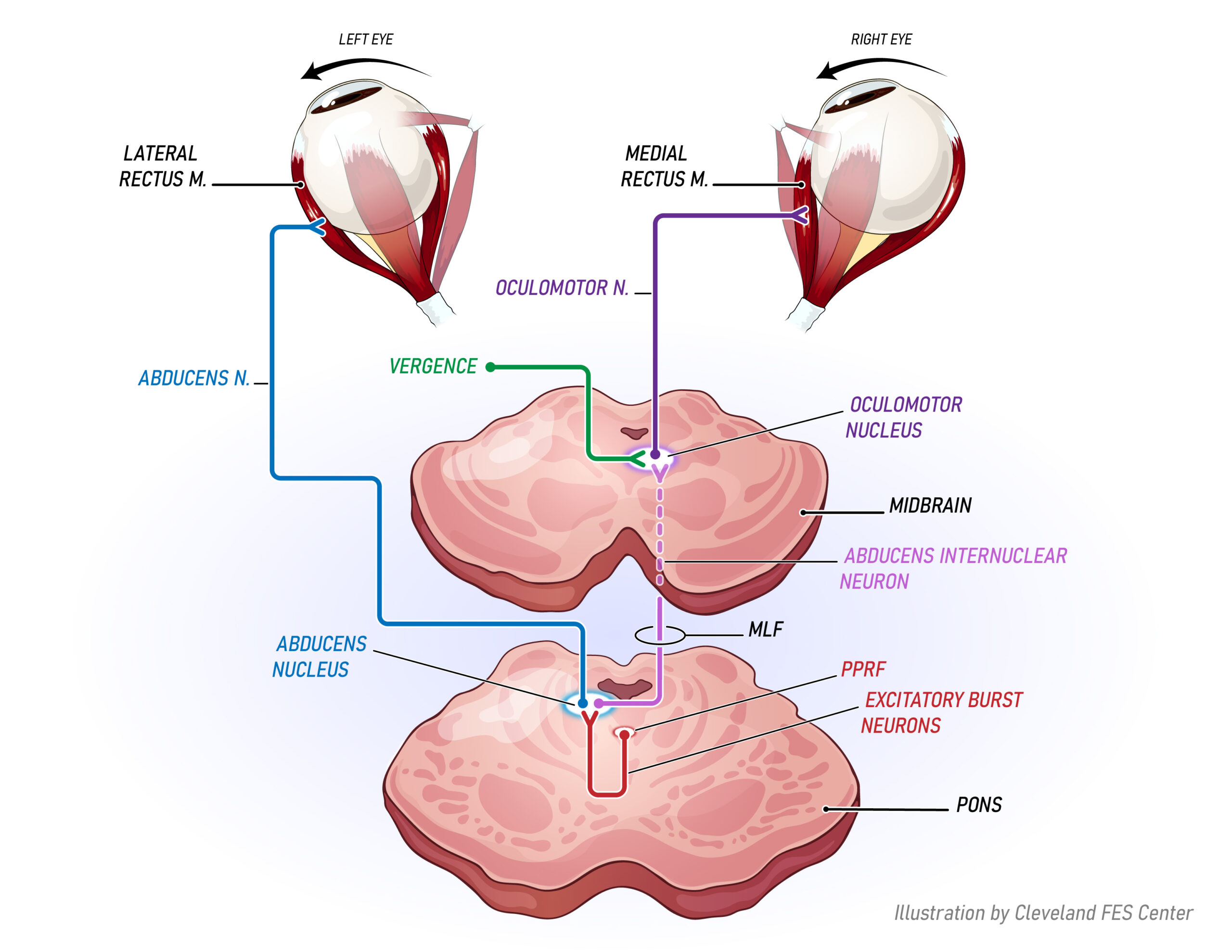 A visual illustration of how the eyes worked when turning.